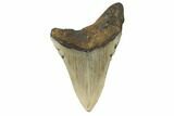 Partial, Megalodon Tooth - North Carolina #188239-1
